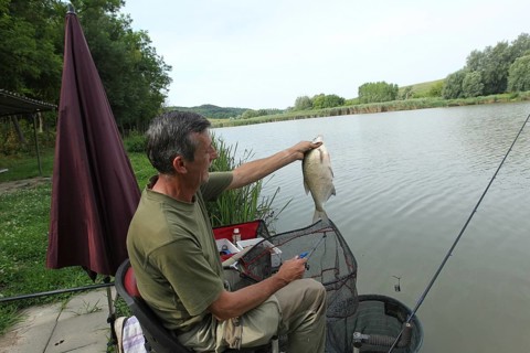 Fisherman, angler with caught whitefish (Leuciscinae) Southern Hungary, Hungary, Southern Hungary,