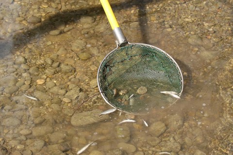 Fishing with current, collecting the stunned fish with landing net, town stream in Mindelheim,