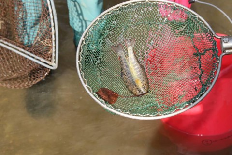 Fishing with current, stunned brown trout (Salmo trutta fario) in landing net, town stream in