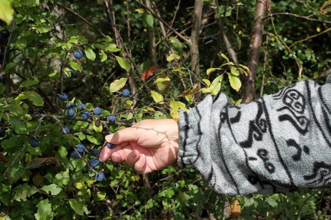 Blackthorn (Prunus spinosa) also known as blackthorn, woman's hand picking ripe, dark blue berries