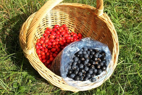 Blackthorn (Prunus spinosa) also known as sloe, ripe, dark blue fruits and the ripe, red fruits of