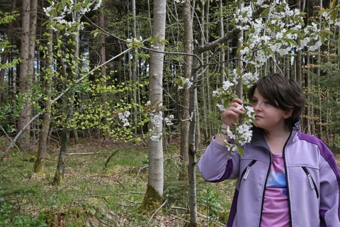 Girl smelling the blossoms of the wild cherry (Prunus avium) Child in nature, love of nature,