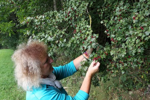 Hawthorn (Crataegus) woman picking ripe, red fruits at the edge of a forest, Allgäu, Bavaria,