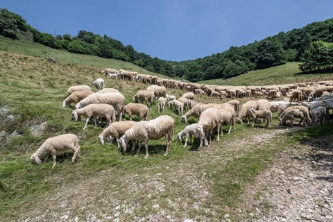 Flock of sheep (Ovis gmelini), Ferrara di Monte Baldo, Italy