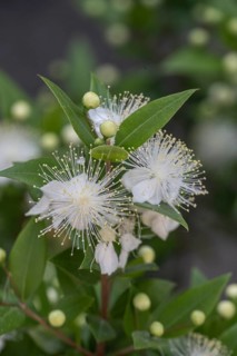 Myrtle (Myrtus communis), Malcesine, Italy