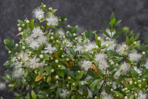 Myrtle (Myrtus communis), Malcesine, Italy