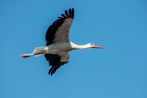White stork (Ciconia ciconia), Memmingen, Bavaria, Germany