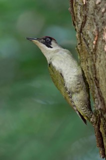 Everything under control... Green woodpecker (Picus viridis) sitting on a tree trunk in typical