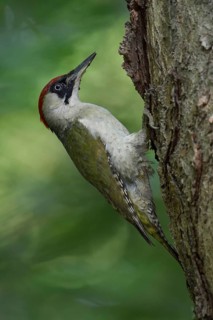 In the forest... Green woodpecker (Picus viridis) sits on a tree trunk in typical woodpecker