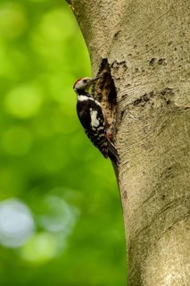 More appearance than reality... Middle Spotted Woodpecker (Leiopicus medius) at an old beech tree,