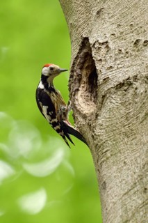 Delusions of grandeur... Middle spotted woodpecker (Leiopicus medius) sitting on an old beech tree,