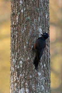 With the first light... Black woodpecker (Dryocopus martius) foraging on a tree trunk, adult female