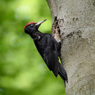 Ants in the feathers... Black woodpecker (Dryocopus martius), adult male, returning to his breeding