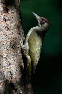Play of light in the forest... Green woodpecker (Picus viridis) on the trunk of a cherry tree, in