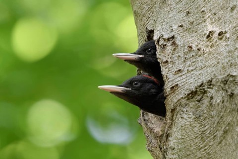 Double-decker... Black woodpecker (Dryocopus martius), juvenile, young black woodpeckers, male
