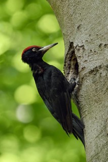 Black woodpecker (Dryocopus martius), adult male, at his breeding cavity in an old beech tree in