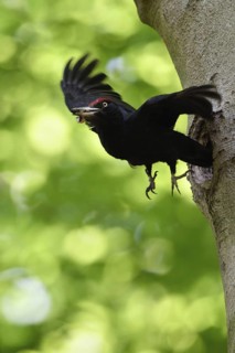 Black woodpecker (Dryocopus martius), adult male in flight, leaves its breeding cavity in an old