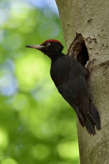 Looking back... Black woodpecker (Dryocopus martius), adult male at his breeding den in an old