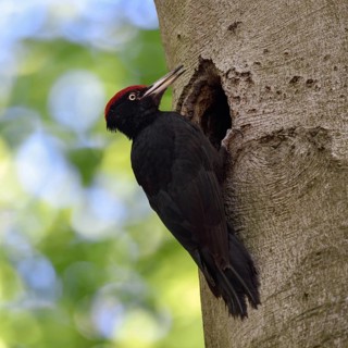 Black woodpecker (Dryocopus martius), adult male at his breeding den in an old beech tree in front