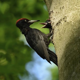 Black woodpecker (Dryocopus martius), adult male, at his breeding den in an old beech tree feeding