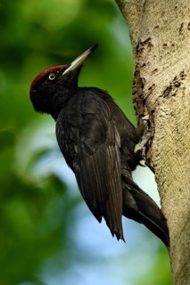 Black woodpecker (Dryocopus martius), adult male, at his breeding cavity in an old beech tree,