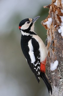 With bright red neck patch... Great spotted woodpecker (Dendrocopos major) in winter, almost