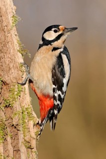 In typical woodpecker style... Great spotted woodpecker (Dendrocopos major), adult bird perched on