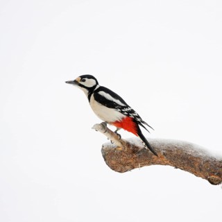 Minimalistic... Great spotted woodpecker (Dendrocopos major), female in winter with snow, wildlife,