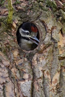 Loud begging calls... Great spotted woodpecker (Dendrocopos major), young woodpecker looks out of
