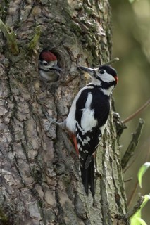 Father and son... Great spotted woodpecker (Dendrocopos major), almost fledged woodpecker young