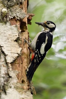 Beak full of goodies... Great spotted woodpecker (Dendrocopos major) comes to feed in its nesting
