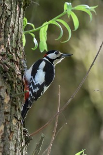 Typical woodpecker... Great spotted woodpecker (Dendrocopos major) sitting on a tree in early