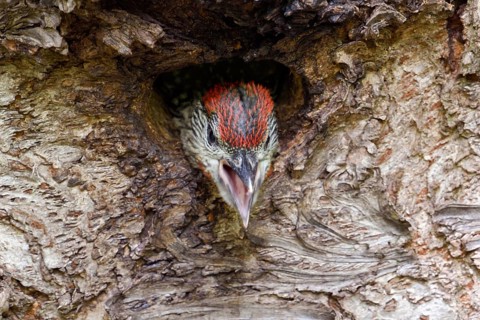 Impatiently begging young woodpecker... Green woodpecker (Picus viridis), young, soon to be fledged
