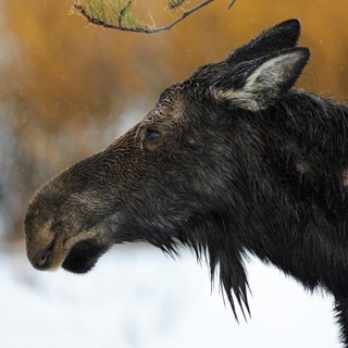 Moose (Alces alces), cow moose, head portrait of an adult female, on a rainy day in winter, soaked