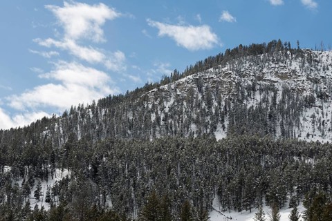 Mountain forest... Yellowstone National Park USA, typical landscape, highlands in winter with snow