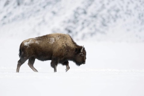 In winter... American Bison (Bison bison) moving across the prairie in the snow in the great snowy