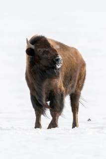 Appraising look... American Bison (Bison bison) threatening towards the photographer, dangerous