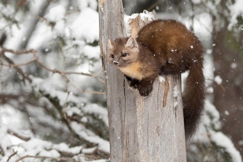 Playful... American pine marten (Martes americana) in winter, perched on a broken, weathered tree