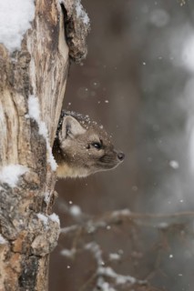 Pine marten (Martes americana) in light snowfall, also called spruce marten, looks out of its den