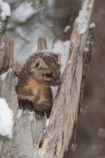 Cute young... Pine marten (Martes americana) in light snowfall, also known as spruce marten, looks