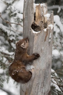 Articulated... American pine marten (Martes americana), also called spruce marten, leaves its den,