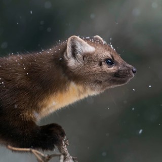 Detailed portrait... American pine marten (Martes americana), spruce marten in winter during