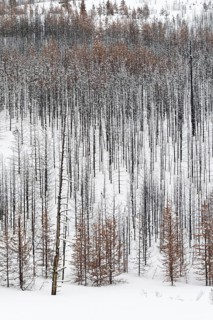 After the forest fire... Deadwood in Yellowstone National Park, charred tree skeletons, USA, view