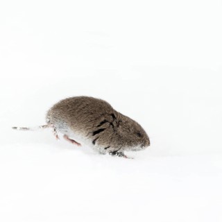 Vole, Rocky Mountains vole (Microtus montanus) in winter, rare encounter, running through the snow,