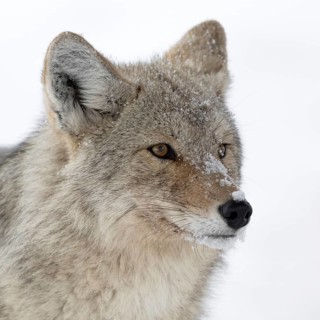 Coyote (Canis latrans), adult, in winter, attentively observing the snowfall, close-up, detailed,