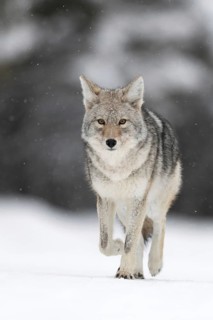 Coyote (Canis latrans), in winter, runs directly towards the camera in light snowfall, appealingly