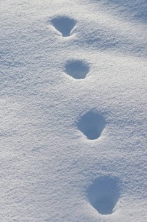 Fox, red fox (Vulpes vulpes), tracks in the snow, track, animal track, animal track, footsteps,