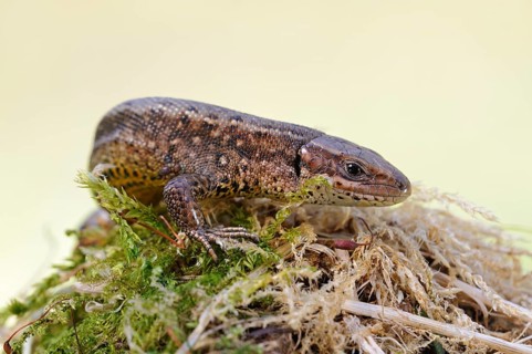 On the move... Wood lizard (Zootoca vivipara) sunbathing on a moss-covered tree stump, nature in