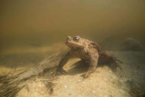 During the spawning season... Common toad (Bufo bufo) sitting on the bottom of a body of water,