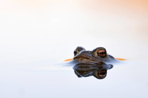 Waiting... Common toad (Bufo bufo) in spawning waters, waiting for a female ready to mate, typical